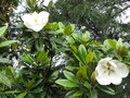 vignette Magnolia grandiflora exmouth