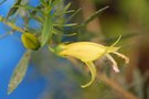 vignette Eremophila maculata-Myoporacees