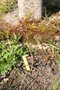 vignette Chimonanthus praecox 20070410