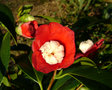 vignette Camlia ' BOKUHAN ' camellia japonica