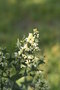 vignette Colletia paradoxa ( = Colletia cruciata ) 20081016 fleurs