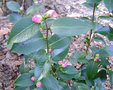 vignette Camlia ' SWEET JANE ' camellia  hybride ( champtre )