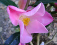 vignette Camlia ' Tulipe Time ' camellia Hybride williamsii , odorant