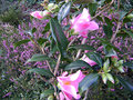 vignette Camlia ' Tulipe Time ' camellia Hybride williamsii , odorant