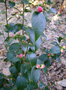 vignette Camlia ' SWEET JANE ' camellia  hybride ( champtre )