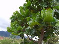 vignette Ficus Madagascariensis