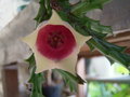 vignette Orbeanthus conjunctus ou Stultitia conjuncta