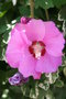 vignette Hibiscus syriacus 20060710 fleur