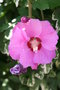 vignette Hibiscus syriacus 20060710 fleur bis