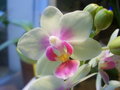vignette Phalaenopsis Jan09
