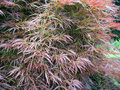 vignette Acer palmatum 