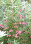 vignette Grevillea rosmarinifolia 