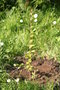 vignette Luma apiculata 20070410