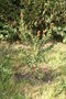 vignette Luma apiculata 20080426