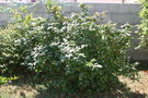 vignette Mahonia aquifolium 20060710