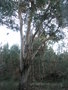 vignette eucalyptus immense