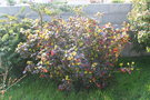 vignette Mahonia aquifolium 20070410