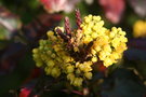 vignette Mahonia aquifolium 20070410 fleurs