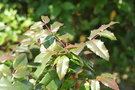 vignette Mahonia aquifolium 20060710 feuilles