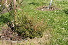 vignette Melaleuca ericifolia 20080426