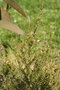 vignette Melaleuca ericifolia 20080426 rameau