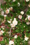 vignette Myrtus communis 20060710 rameau fleuri