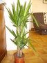 vignette Yucca lphantipe,plante tropicale