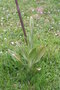 vignette Himantoglossum hircinum (Orchis bouc) 20080508