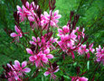 vignette Gaura Lindheimeri rose