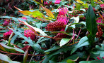 vignette Grevillea X gaudichaudii ( rampant )