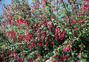 vignette Fuschia magellanica