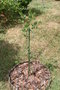 vignette Phillyrea latifolia 20060710