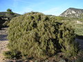 vignette juniperus oxycedrus
