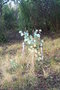 vignette Eucalyptus albens Ile d'Aix17 1 20071227
