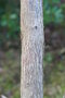 vignette Eucalyptus albens Ile d'Aix17 2 20071227