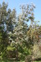 vignette Eucalyptus cinerea Ile d'Aix17 2 20060518
