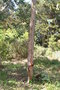 vignette Eucalyptus cinerea Ile d'Aix17 2 20060518
