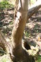 vignette Eucalyptus cordata ssp. cordata Ile d'Aix17 20060518