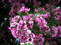 vignette Robinia hispida  (acacia rose)