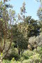 vignette Eucalyptus dalrympleana Ile d'Aix17 20060518