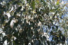 vignette Eucalyptus globulus ssp. globulus Ile d'Aix17 Bois Joly 20060523