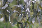 vignette Eucalyptus goniocalyx Ile d'Aix17 2 20060518
