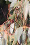 vignette Eucalyptus goniocalyx Ile d'Aix17 2 20071227