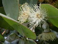 vignette Tournefeuille - Eucalyptus cinerea (fleurs)