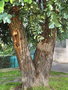 vignette Tournefeuille - Eucalyptus cinerea (tronc)