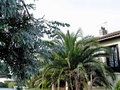 vignette Tournefeuille - Eucalyptus et palmiers