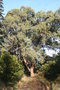 vignette Eucalyptus gunnii Ile d'Aix17 20071227