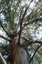 vignette Eucalyptus gunnii Ile d'Aix17 20060523