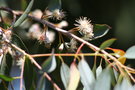vignette Eucalyptus gunnii ssp. divaricata Ile d'Aix17 20060518