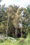 vignette Eucalyptus macarthurii Ile d'Aix17 20060518